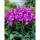 Floks (Phlox) - Płomyk wiechowaty - Uspech - 1 szt.