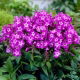 Floks (Phlox) - Płomyk wiechowaty - Uspech - 1 szt.