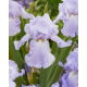 Kosaciec, Irys - Blue Sapphire