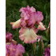 Kosaciec, Irys - Returning Rose - GIGA paczka! - 50 szt.