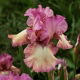 Kosaciec, Irys - Returning Rose - GIGA paczka! - 50 szt.