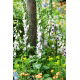 Naparstnica Pam's Choice - GIGA paczka! - 50 szt.
