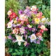 Orlik ogrodowy mix - McKana Hybrids - 1 szt.