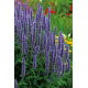 Agastache, Kłosowiec meksykański