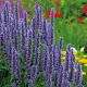 Agastache, Kłosowiec meksykański