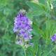 Lucerna siewna Algonquin - 0,5 kg