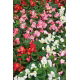 Begonia stale kwitnąca wysoka - mieszanka kolorów
