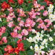 Begonia stale kwitnąca wysoka - mieszanka kolorów