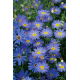 Czubatka ubiorkolistna - Blue Splendour