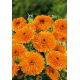 Nagietek lekarski - Orange Beauty - Pomarańczowa Piękność