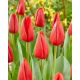 Tulipan Spot On - 5 szt.