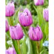 Tulipan Dancing Passion - GIGA paczka! - 250 szt.