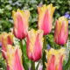 Tulipan Flaming Memory - duża paczka! - 50 szt.