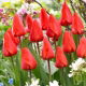 Tulipan Lalibela - duża paczka! - 50 szt.