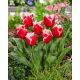 Tulipan New Santa - duża paczka! - 50 szt.