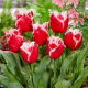 Tulipan New Santa - GIGA paczka! - 250 szt.