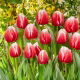 Tulipan One Love - duża paczka! - 50 szt.