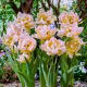Tulipan Password - 5 szt.