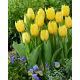 Tulipan Sunny Time - duża paczka! - 50 szt.