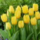 Tulipan Sunny Time - duża paczka! - 50 szt.