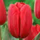 Tulipan Surrender - 5 szt.
