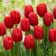 Tulipan Surrender - 5 szt.