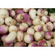 Rzepa pastewna Marco - 500 g