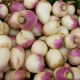 Rzepa pastewna Marco - 500 g