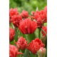 Tulipan Toronto Double - duża paczka! - 50 szt.