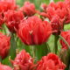 Tulipan Toronto Double - duża paczka! - 50 szt.