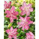 Lilia - Lotus Wonder - orientalna, pełna - GIGA paczka! - 50 szt.