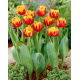 Tulipan Cilesta - duża paczka! - 50 szt.