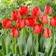 Tulipan Crystal Beauty - GIGA paczka! - 250 szt.
