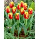 Tulipan Davenport - GIGA paczka! - 250 szt.