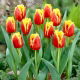 Tulipan Davenport - GIGA paczka! - 250 szt.