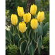 Tulipan Easter Moon - 5 szt.