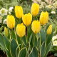 Tulipan Easter Moon - GIGA paczka! - 250 szt.