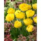Tulipan Exotic Sun - GIGA paczka! - 250 szt.
