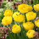 Tulipan Exotic Sun - duża paczka! - 50 szt.