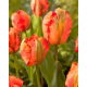 Tulipan Flower Power - GIGA paczka! - 250 szt.