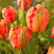 Tulipan Flower Power - 5 szt.