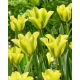 Tulipan Formosa - duża paczka! - 50 szt.