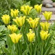 Tulipan Formosa - duża paczka! - 50 szt.