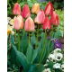 Tulipan Gudoshnik - 5 szt.