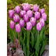 Tulipan Holland Beauty - GIGA paczka! - 250 szt.