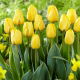 Tulipan Jaap Groot - 5 szt.