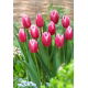 Tulipan Jefgenia - 5 szt.