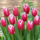 Tulipan Jefgenia - 5 szt.
