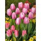 Tulipan Jumbo Beauty - GIGA paczka! - 250 szt.
