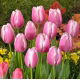 Tulipan Jumbo Beauty - GIGA paczka! - 250 szt.